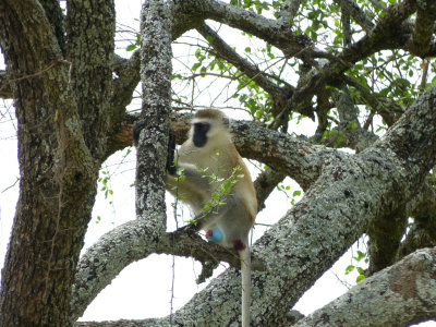 Vervet Monkey