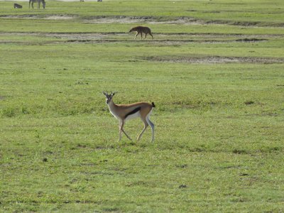 Thomson's Gazelle