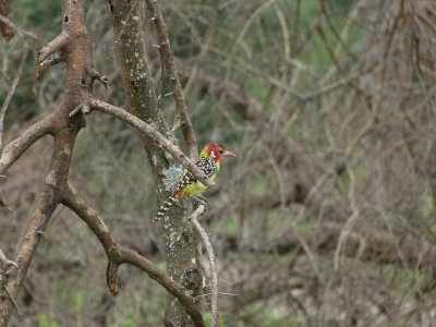 Red & Yellow Barbet
