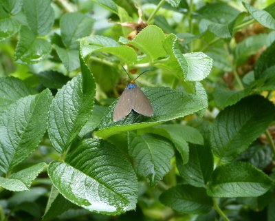 Ctenucha virginica