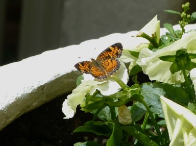 Pearl Crescent