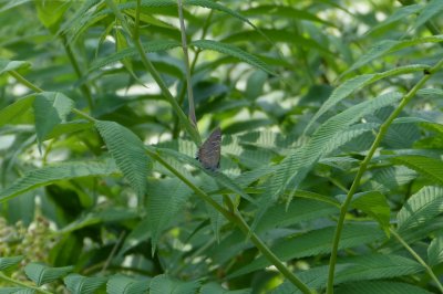 Striped Hairstreak