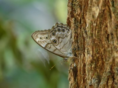 Appalachian Brown