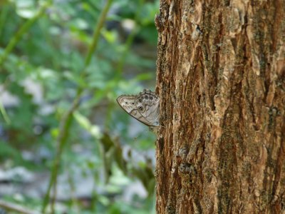 Appalachian Brown