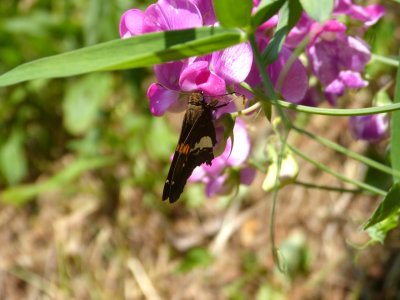 Silver-spotted Skipper