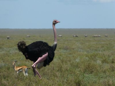 Ostrich and Thomson's Gazelle