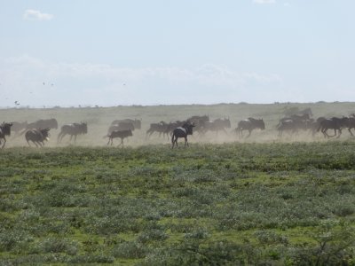 Wildebeests