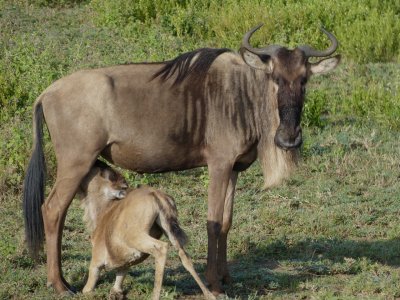 Wildebeest & calf