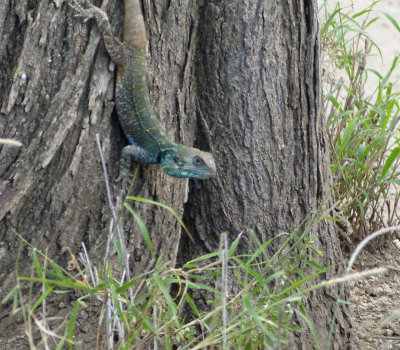 Blue-headed Tree Agama