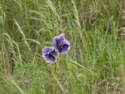 Wildflowers