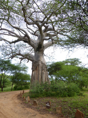 Baobob tree