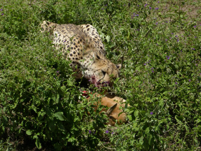 Cheetah having lunch