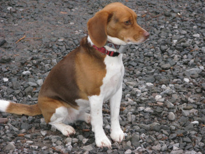 Brownie