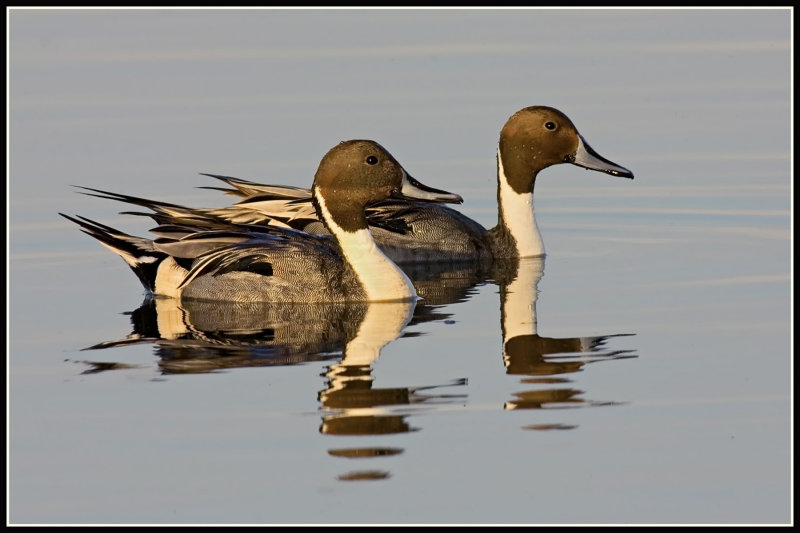 Northern Pintail Ducks (Anas acuta)
