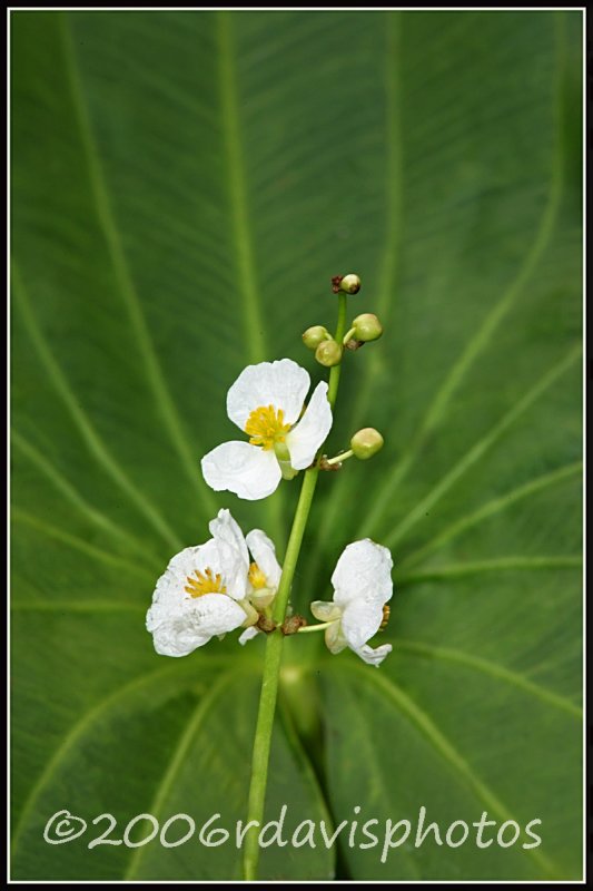 Emergent Aquatic Plant (Sagittaria sp.)