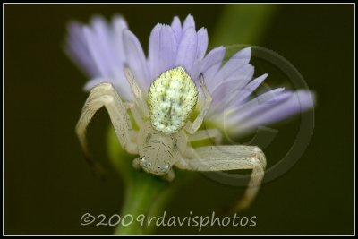 Northern Crab Spider (Misumenops asperatus)