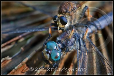 Robber Fly with Great Blue Skimmer Dragonfly
