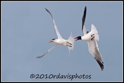 Royal Tern and Laughing Gull (Sterna maxima, Larus atricilla)