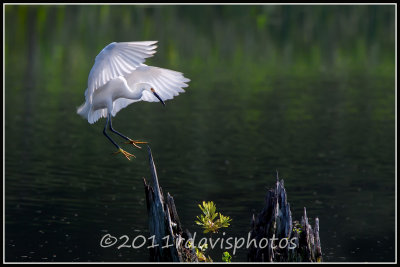 Snowy Egret (Egreta thula)