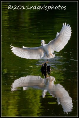 Snowy Egret (Egreta thula)