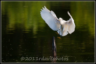 Snowy Egret (Egreta thula)