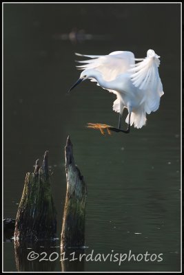 Snowy Egret (Egreta thula)