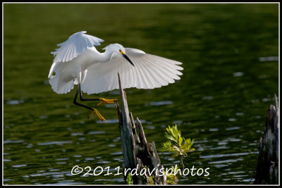 Snowy Egret (Egreta thula)