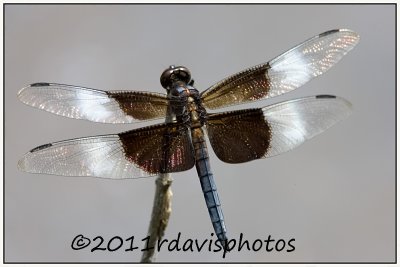 Widow Skimmer Dragonfly (Libellula lictuosa)
