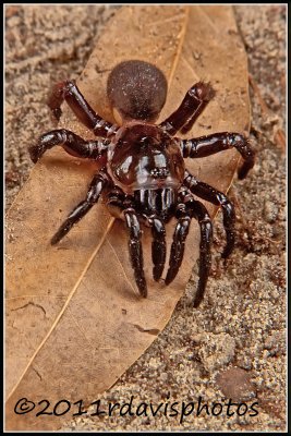 Mygalomorph Spider - Purseweb Spider