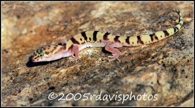 Tucson  Banded Gecko (Coleonyx variegatus bogerti)