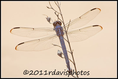 Slaty Skimmer Dragonfly (Libellula incesta)