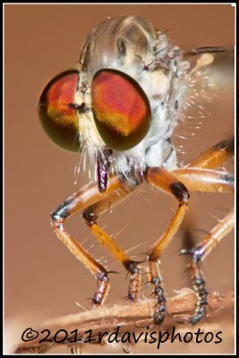 Robber Fly (Ommatius floridensis)