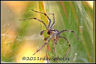Agelenidae (Funnel Web) Spider