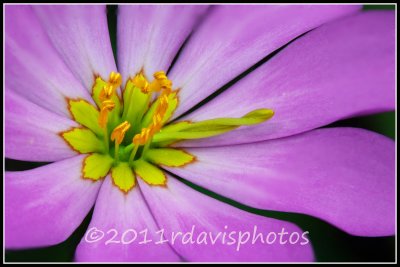 Pinewoods Rosepink (Sabatia gentianoides)