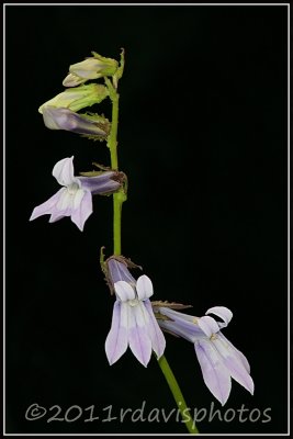 Glade Lobelia (Lobelia glandulosa)