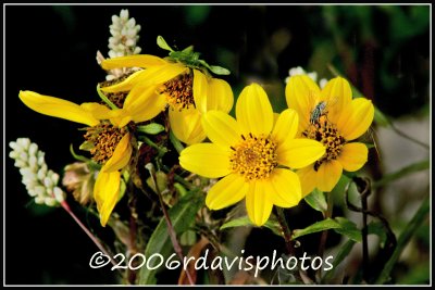 Paleleaf Woodland Sunflower (Helianthus strumosus)