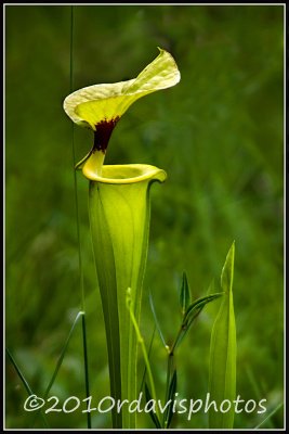 Yellow Pitcher Plant (Sarracenia flava)