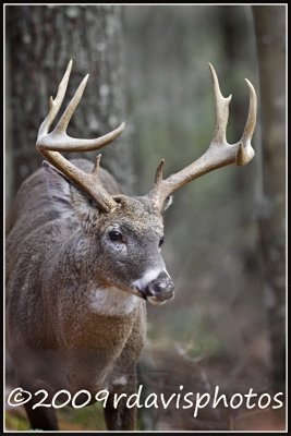 Virginia White-tailed Deer (Odocoileus virginianus)