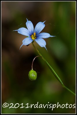 Blue-eyed Grass (Sisyrinchium montanum)