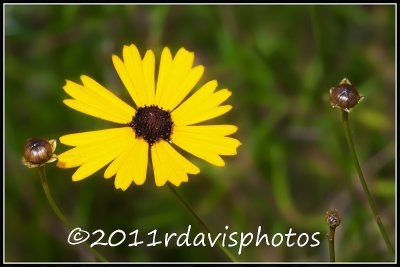 Purplehead Sneezeweed (Helenium flexuosum)