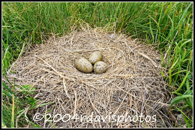 Nest and Eggs of Herring Gull (Larus argentatus)