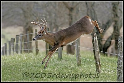 Virginia White-tailed Deer (Odocoileus virginianus)