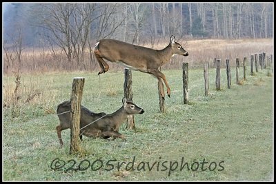 Virginia White-tailed Deer (Odocoileus virginianus)