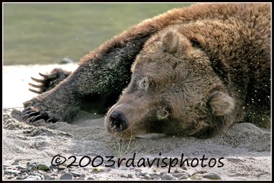 Alaskan Brown Bear (Ursus arctos)
