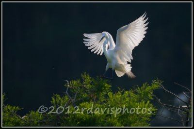 Great Egret  (Ardea alba)