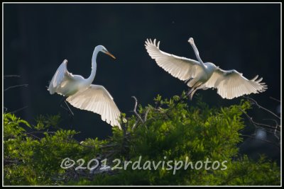 Great Egret s (Ardea alba)