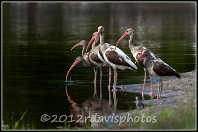 White Ibis (Eudocimus albus)