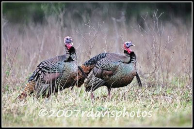 Wild Turkeys (Meleagris gallopavo)