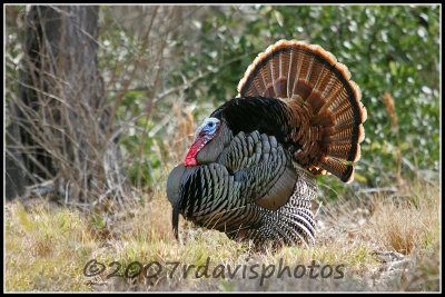 Wild Turkey (Meleagris gallopavo)