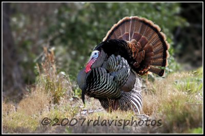 Wild Turkey (Meleagris gallopavo)